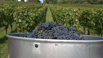 weinhof-nyffenegger-reblandschaft-im-herbst-traubenlese