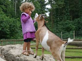 Es erwarten Sie heimische Tiere wie Hirsche, Ziegen, Enten und Gänse, aber auch Tiere aus anderen Ländern wie Affen, Pfauen, Emus, Papageien und viele mehr. Kinder können im Erlebnis-Gehege Zwergziegen füttern. "Schweizer-Familie"-Feuerstelle vorhanden. Von 8.00 bis 10.00 Uhr findet jeweils die Fütterung der Tiere statt.
