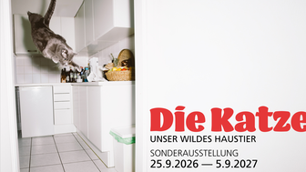 SA Katze mitText 2zu3