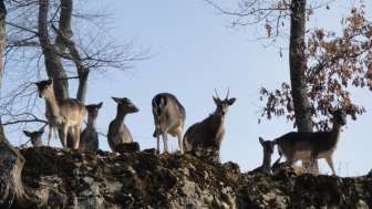 Wildpark Mühletäli
