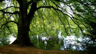 Bally-Park