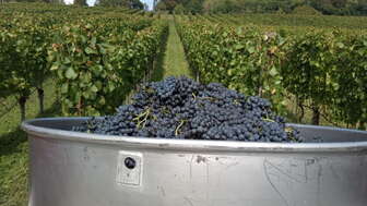 weinhof-nyffenegger-reblandschaft-im-herbst-traubenlese