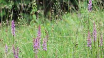 aemmeribuck-orchideenwiese1