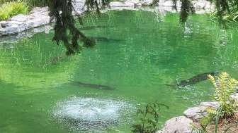 Teich Minigolfanlage Dägerli Windisch