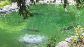 Teich Minigolfanlage Dägerli Windisch
