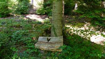 herzbaenkli-wald-etelweiher
