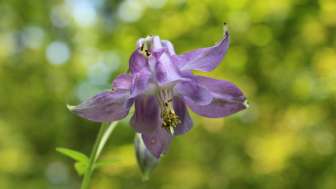 Stierenberg Flora und Fauna