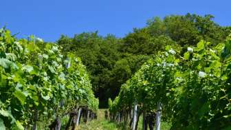 weinhof-nyffenegger-reblandschaft