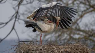 Störche im Nest