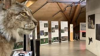Mit dem LUCHS auf Augenhöhe