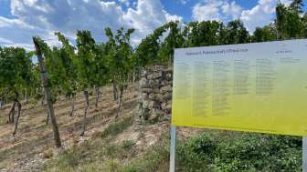 weingut-alter-berg-informationstafel-im-rebberg