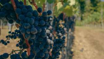 weingut-alter-berg-rote-trauben
