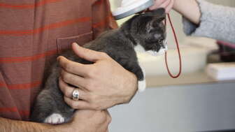 261111 Podium Katzen Chip
