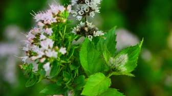 Pfefferminze pixabay culinary herbs 2614188 low