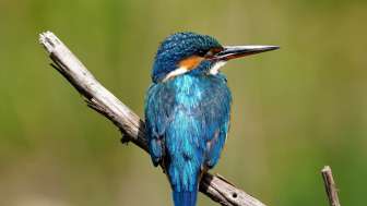 eisvogel-auf-ast-klingnauerstausee-birdlife-naturzentrum
