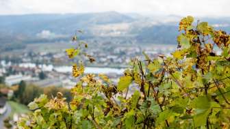 weinbaugenossenschaft-döttingen-rebberg