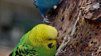 PapageienWelt Vogelpark Ambigua