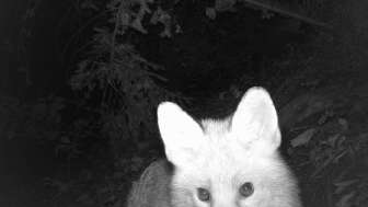 Ein Fuchs in der Fotofalle, Park Museum Langmatt