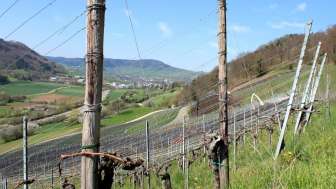 E-Bike Rundtour mit Genuss - Rebberge in Hornussen