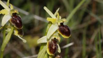 Orchideenlehrpfad