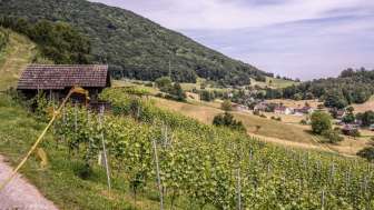 Wehrli Weinbau Weinreben