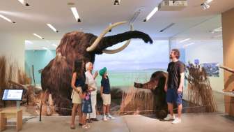 Mammuts im Naturama Aargau