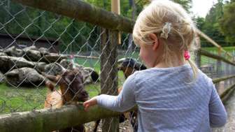 tierpark_bad-zurzach_ziegen-fuettern