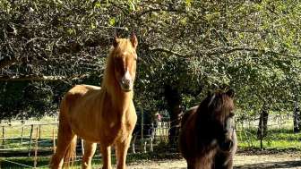 sandy-und-jessy’s-ponyparadies-pony-in-action