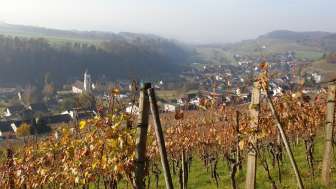 weinbaumuseum-aargau-tegerfelden-rebberg