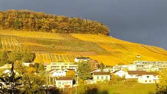 weinbaugenossenschaft-döttingen-reblandschaft
