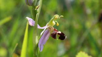 Orchideenlehrpfad
