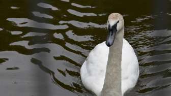 tierpark-bad-zurzach-schwan