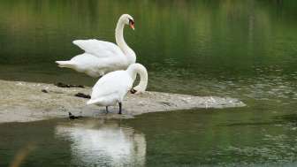 aue-chly-rhy-schwaene