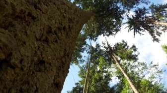 Douglasien im Aechtel