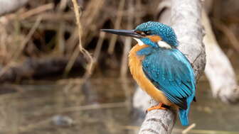 Eisvogel auf Ast. Foto: Stefan Peyer