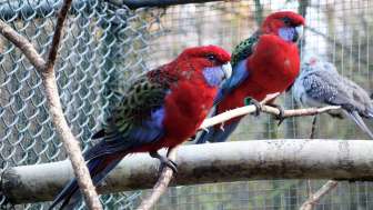 tierpark-bad-zurzach-pennantsittiche