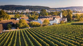 Kloster Fahr  Rebberg