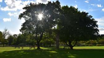 kurpark-bad-zurzach-baum-mit-sonne