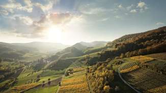 Landschaft mit Hügeln und Reben in goldener Abendstimmung