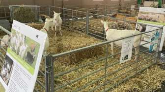 Kleintierausstellung