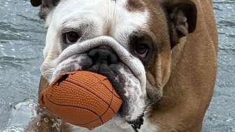 Buldogge mit Ball