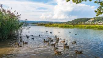 klingnauer-stausee-enten