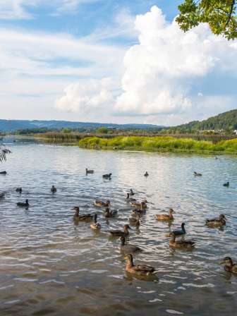 Bis anhin wurden über 310 verschiedene Vogelarten beobachtet. Das Gebiet rund um den Stausee bietet viele Erholungsmöglichkeiten: sei es als Spaziergänger, Jogger, Skater oder Beobachter der Tiere. Besonders empfehlenswert ist ein Besuch des Aussichtsturms, von dort geniesst man eine herrliche Rundsicht.
