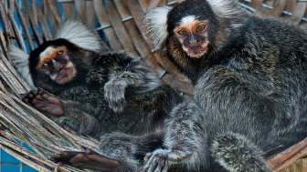 PapageienWelt Vogelpark Ambigua