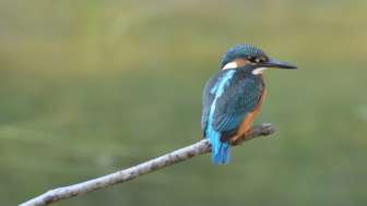 birdlife-naturzentrum-klingnauer-stausee-eisvogel