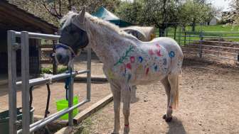 sandy-und-jessy’s-ponyparadies-ponybemalen