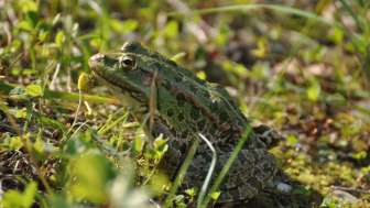 birdlife-naturzentrum-klingnauer-stausee-wasserfrosch