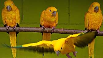 PapageienWelt Vogelpark Ambigua