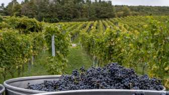 Wehrli Weinbau Ernte