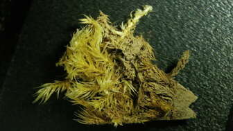 Holz vermodert